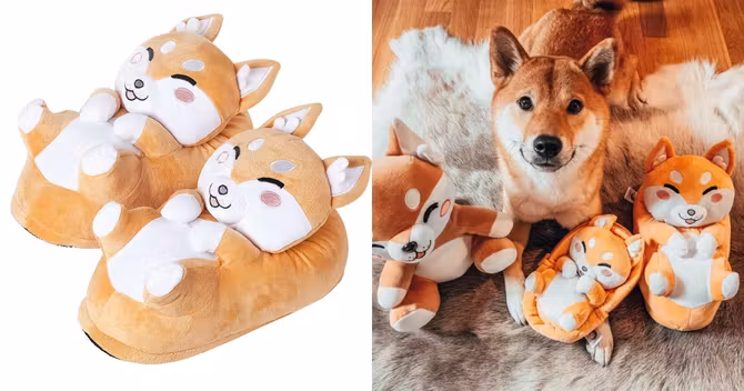 chausson-shiba