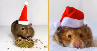 -bonnet-noel-hamster