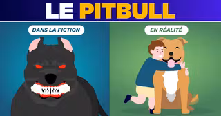 RACE_CHIEN_HONNETE_2_UNE