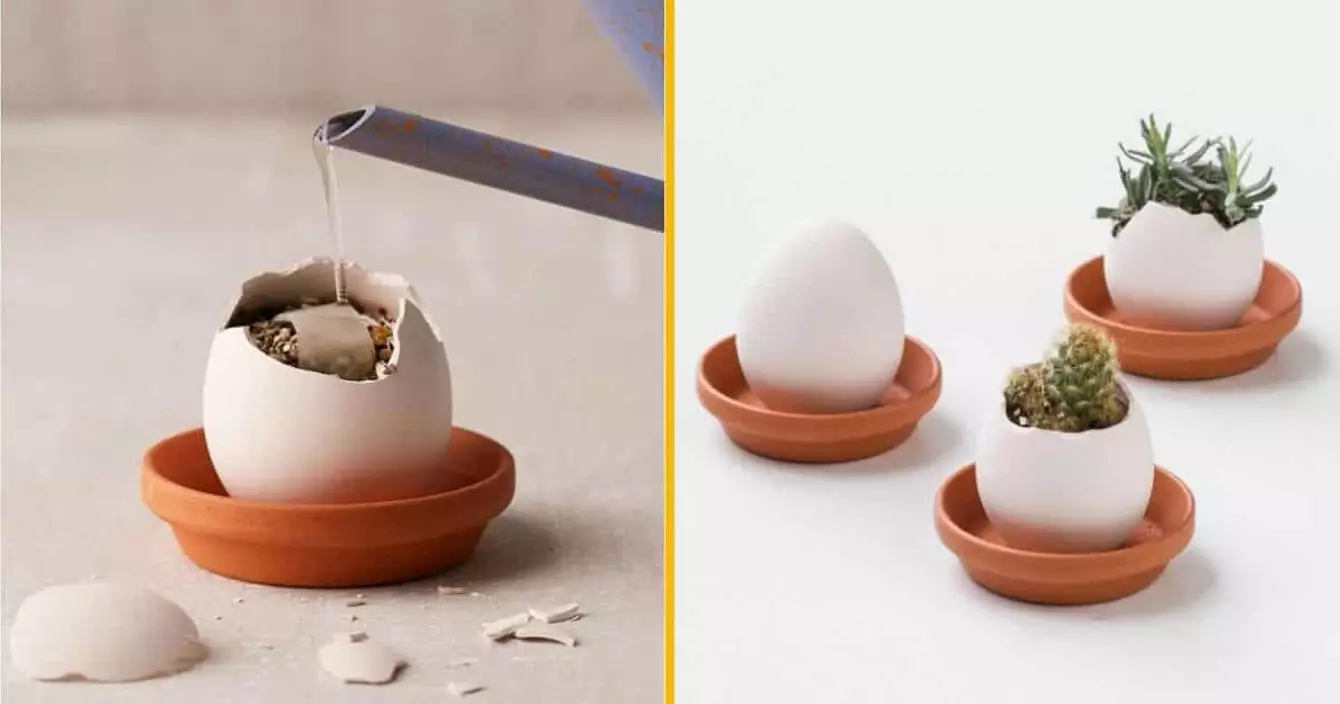 pots-oeuf-plantes