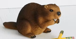 taille-crayon-castor