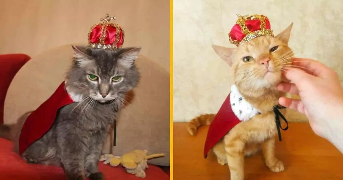 couronne-royale-chat