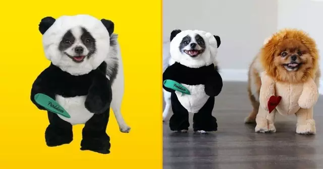 costume-panda-chien-pimper-medor