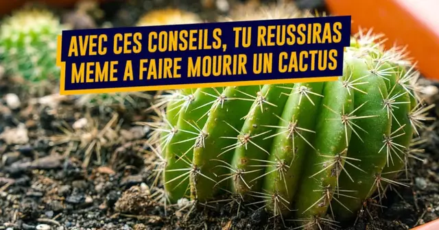 une_plante_mort