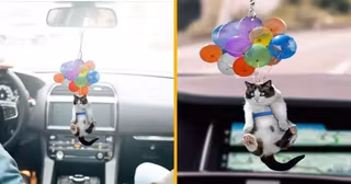 orenement-voiture-chat