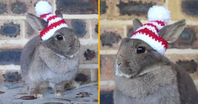 un-bonnet-pour-lapin