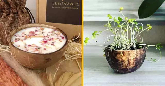 bougie-fleur-cerisier-transforme-plante