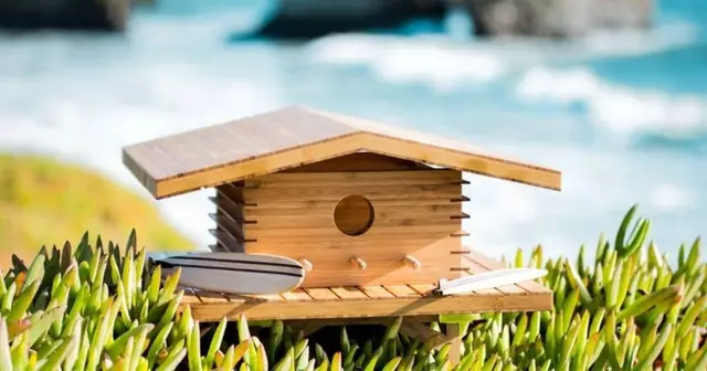 cabane-hawaienne-oiseaux