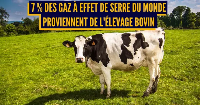 cow-2132526_960_720 (1)