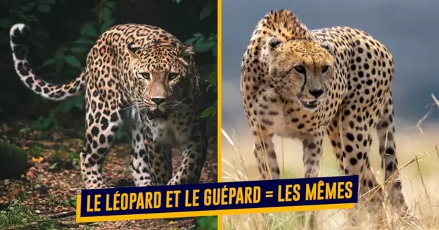 AnimauxConfondToutLeTemps