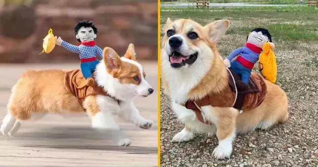 une-selle-pour-chien-avec-un-cowboy-qui-fait-du-rodeo-dessus