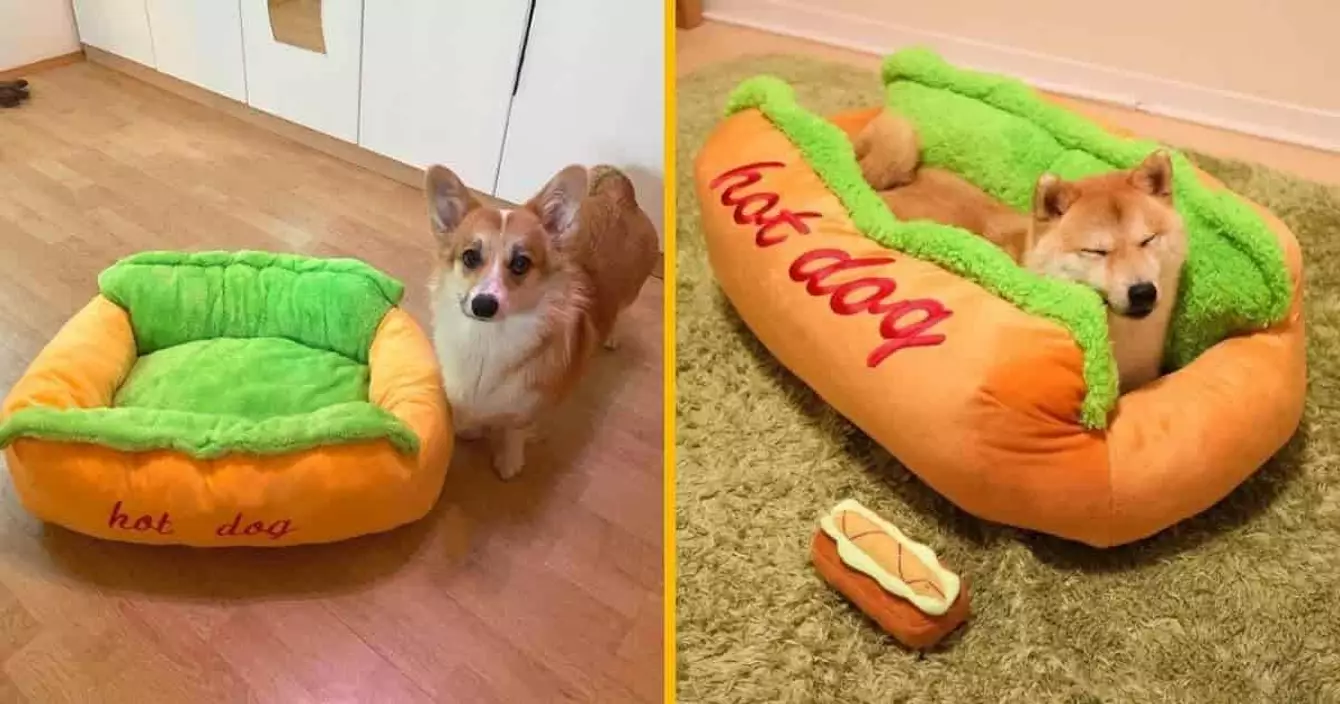 lit-chien-chat-hot-dog