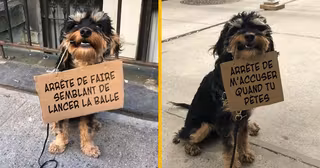 UNE_TOP_CHIEN_PANCARTE