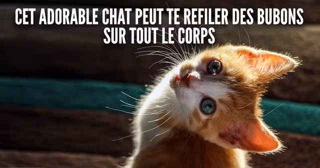 une_chat_mignon