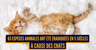 CHAT ECOLOGIE