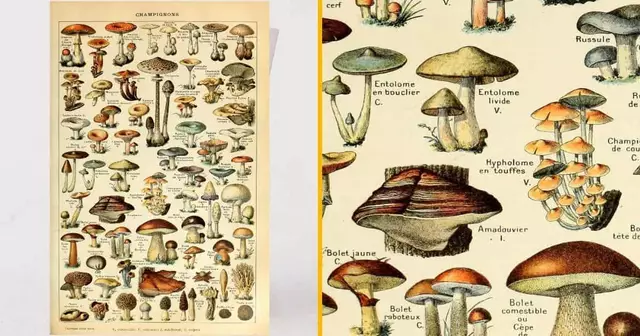 poster-vintage-champignons