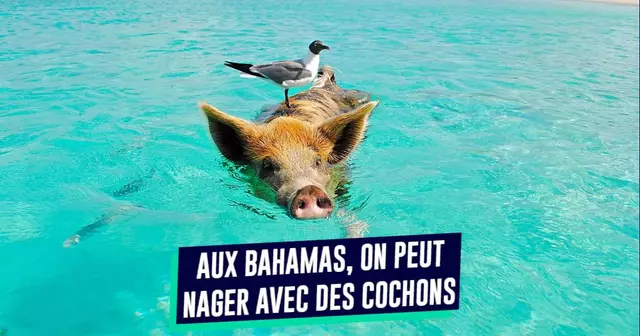 NAGER ANIMAUX
