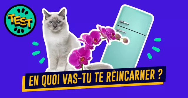 TEST-EN-QUOI-VAS-TU-TE-REINCARNER