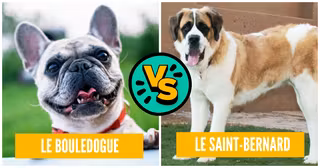 Une Battle Chiens.png