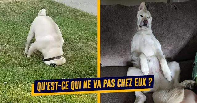 UNE_CHIENS_CASSES