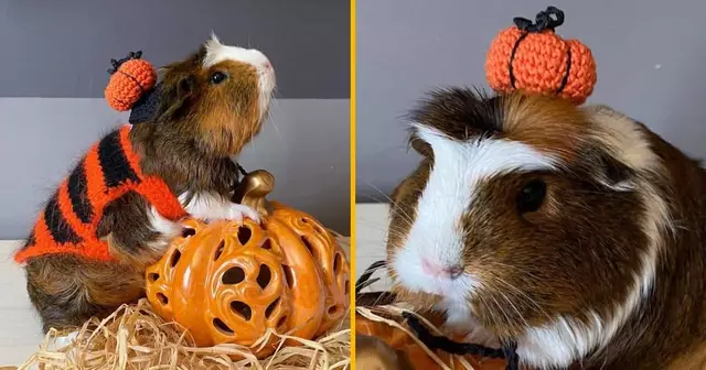 costume-halloween-cochon-inde