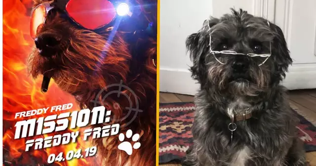 freddyfred