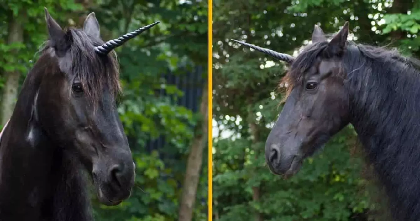 corne-licorne-cheval