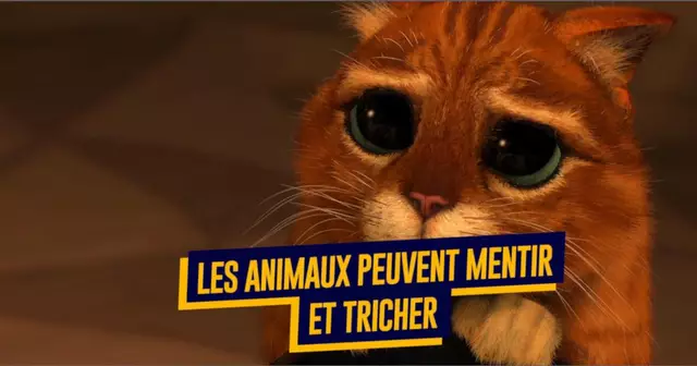 une_animaux_pensees
