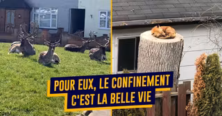 top animaux confinement