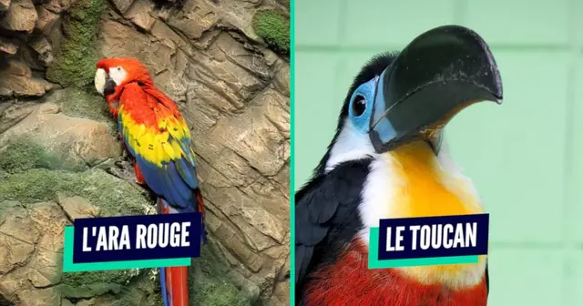 une_oiseaux_couleurs