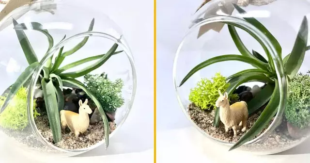 kit-diy-terrarium-lamas