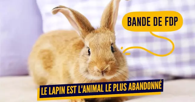 UNE_TOP_LAPIN_ABANDON