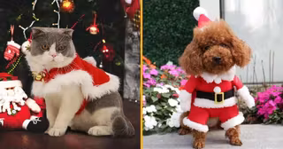 UNE_SHOPPING_DEGUISEMENT_NOEL_ANIMAUX