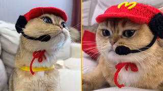 armure-samourai-chien-chat