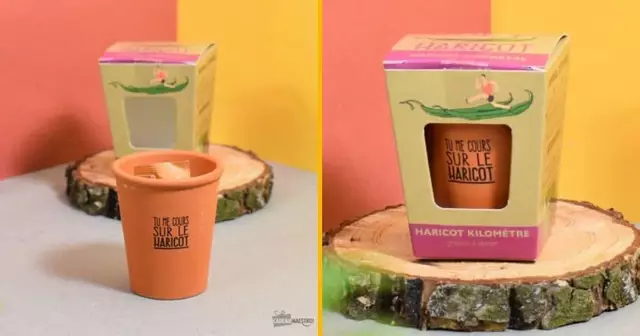 kit-faire-pousser-haricots