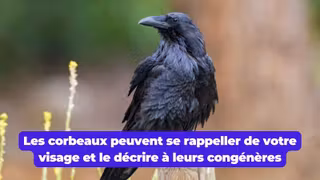 corbeau