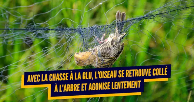une_techniques_chasse