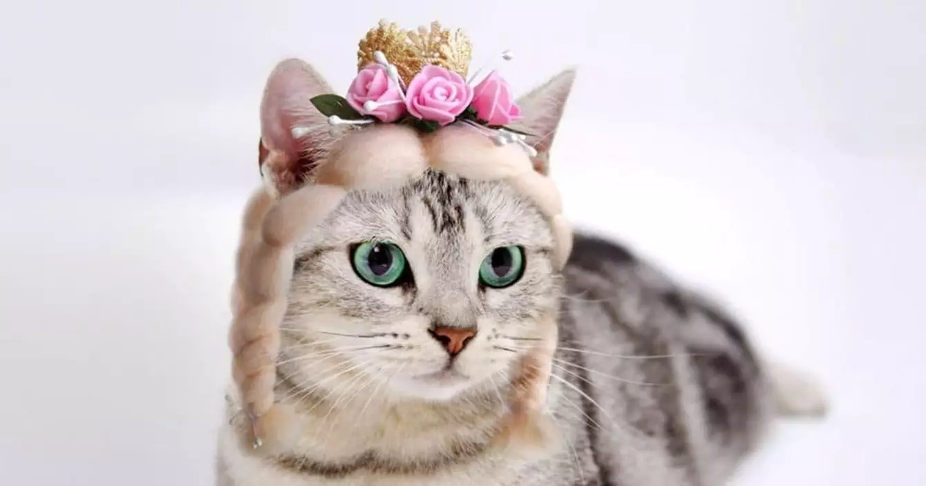 perruque-princesse-chat
