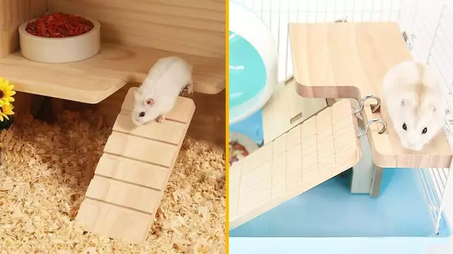 ECHELLE-HAMSTER
