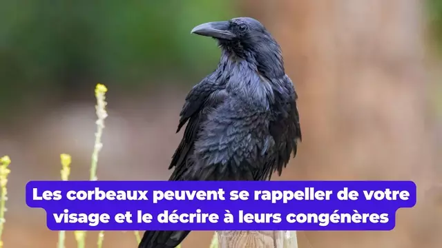 corbeau