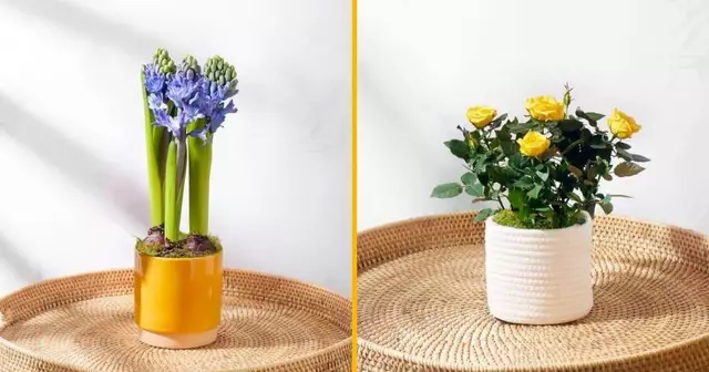 plantes-effet-jungle