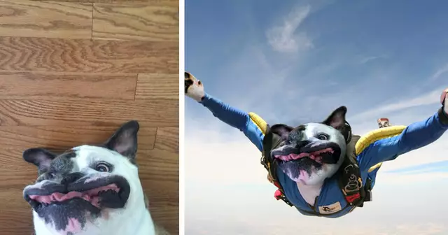 detournement-chien-pas-photogenique