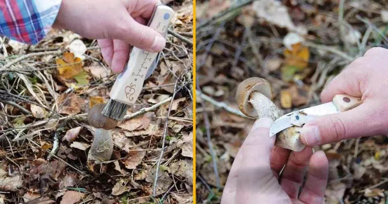 mini-couteau-champignons-brosse