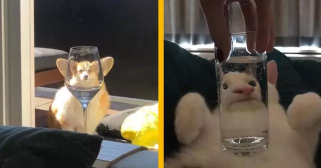 UNE_ANIMAUX_DEFORMES