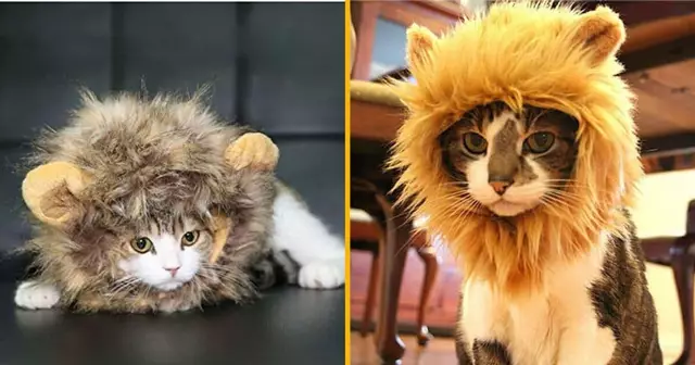 criniere-lion-chat