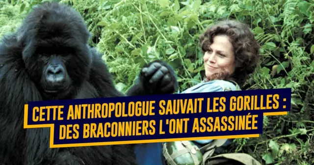 une_diane_fossey