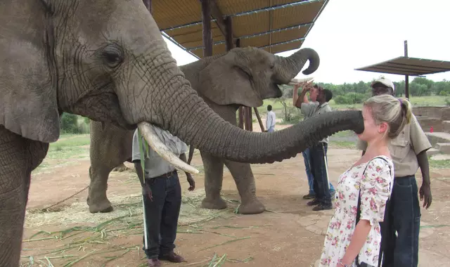 animaux-attaquaent-une