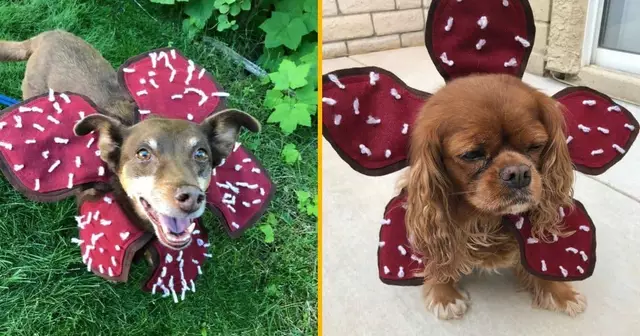 costume-demongorgon-chien