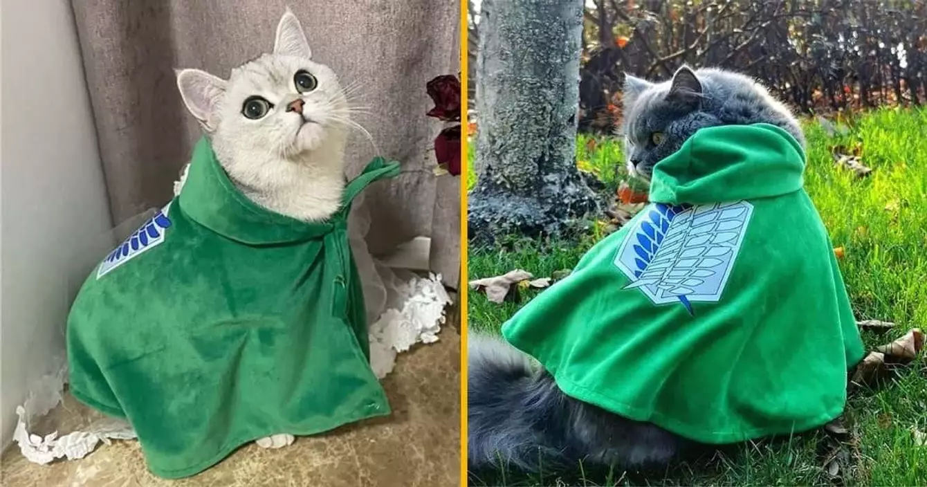 cap chat attaque des titans