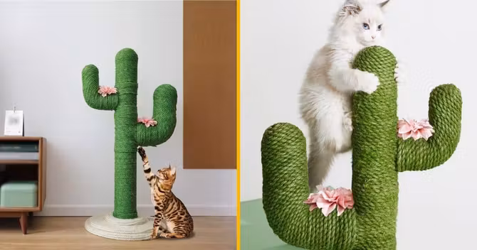 grattoir-cactus-chat